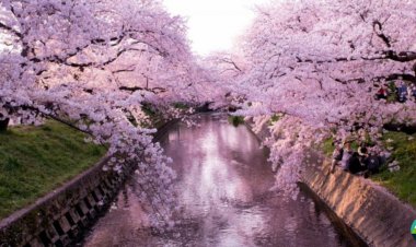 Top 5 Places to Visit if you love Cherry Blossom