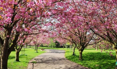 A Complete Guide of Hunza Cherry Blossom Tour 2023