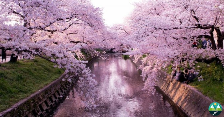 Top 5 Places to Visit if you love Cherry Blossom