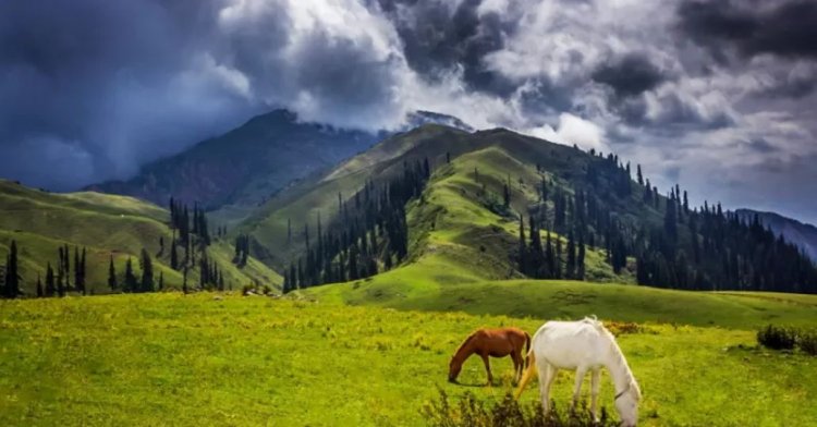 A Journey to the High Altitude Paradise of Siri Paye Meadow